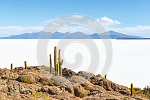 Incahuasi Island with Cactus, Uyuni, Bolivia