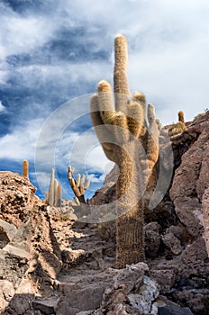 Incahuasi island in Salar de Uyuni, Bolivia