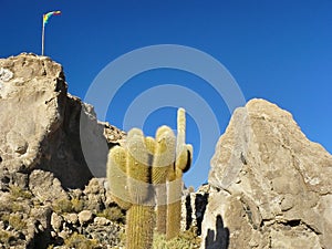 Incahuasi Island. Salar de Uyuni. Bolivia.