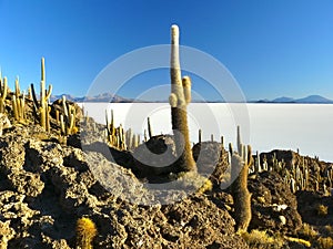 Incahuasi Island. Salar de Uyuni. Bolivia.