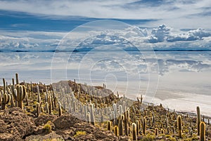 Incahuasi island, Salar de Uyuni, Bolivia photo