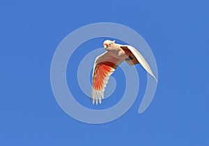 Incakaketoe, Major Mitchell\'s Cockatoo, Cacatua leadbeateri