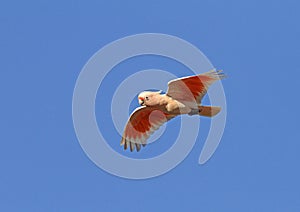 Incakaketoe, Major Mitchell\'s Cockatoo, Cacatua leadbeateri