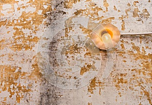 Incandescent light bulb on old wall