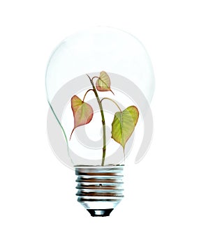 Incandescent light bulb with a tree