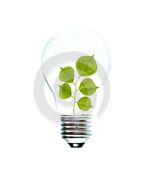 Incandescent light bulb with a tree shoot