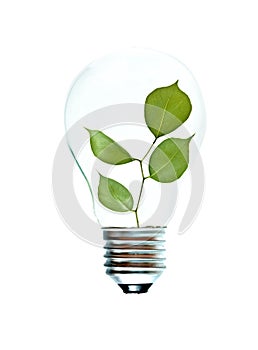 Incandescent light bulb with a tree shoot