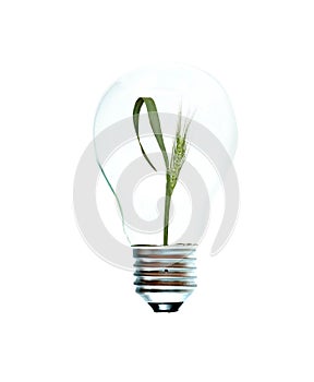 Incandescent light bulb with a wheat plant