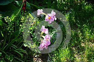 Incarvillea delavayi blooms in the garden in June. Incarvillea is a genus of flowering plants in the family Bignoniaceae. Berlin