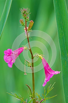 Incarvillea sinensis