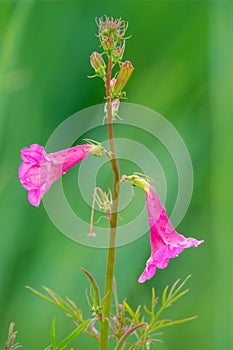 Incarvillea sinensis