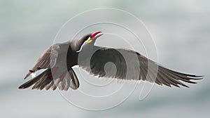 Incastern, Inca Tern, Larosterna inca