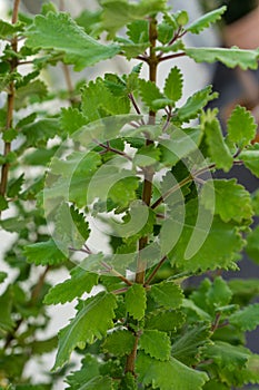 Incense bush iboza riparia green leaf leaves aromatic