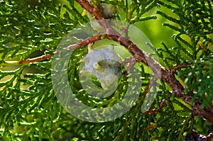 Incense cedar tree Calocedrus decurrens branch close up.