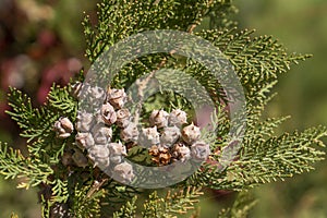 Incense cedar tree Calocedrus decurrens branch with seed,