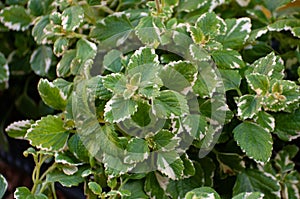 The incense plant Plectranthus coleoides is a perennial plant.