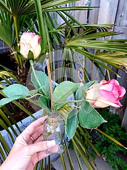 Incense with two Roses in Glass wit Rope