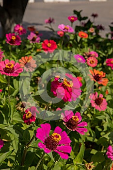 Incest on bright flowers of zinnia photo