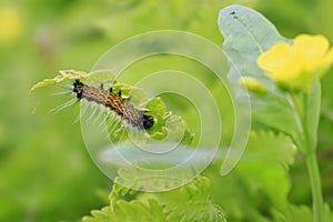 Incest under leaf photo