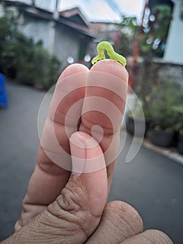 an inch caterpillar that is measuring Pak Toti& x27;s hand photo