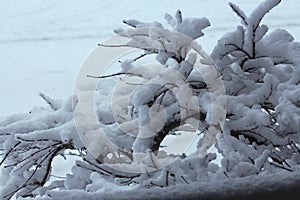 An inch of fluffy, white snow on the branches of a small Japanese Maple tree in the spring in Trevor, Wisconsin