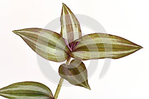 Inch plant, Wandering jew or Tradescantia zebrina , leaves have medicinal properties.