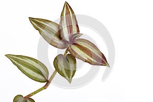 Inch plant, Wandering jew or Tradescantia zebrina , leaves have medicinal properties.