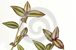 Inch plant, Wandering jew or Tradescantia zebrina , leaves have medicinal properties.