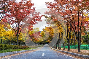 Incheon grand park during autumn