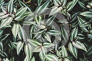 Inchplant or Wandering Jew plant, Nature leaves background