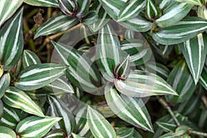 Inchplant or Wandering Jew plant, Nature leaves background