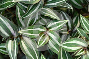 Inchplant or Wandering Jew plant, Nature leaves background