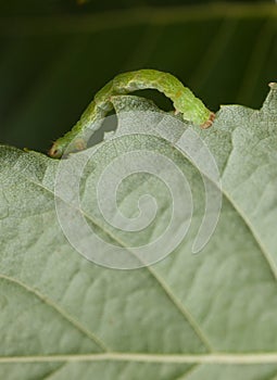 Inchworm on birch leaf
