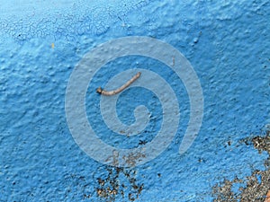 Inchworm on Blue Weathered Paint Background