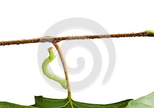 Inchworm climbing on birch twig