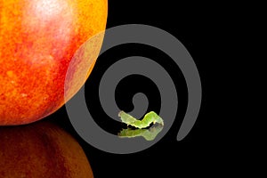 Inchworm crawling to peach