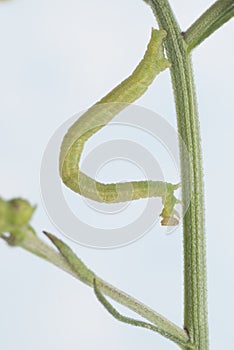 Inchworm on Flower Stem