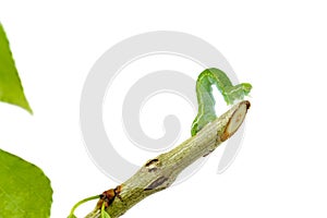 Inchworm geometer moth larvae walking on stem isolated on white background photo