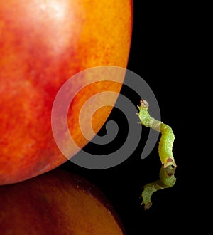 Inchworm and peach