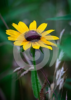 Inchworm sunning on a blackeyed susan