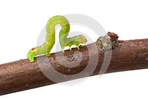 Inchworm walking on a branch