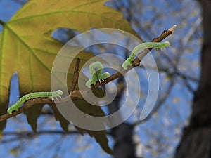 Inchworms on a broken branch