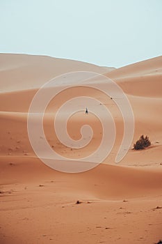 Incidental local berber man wandering through Sahara Desert Merzouga, Morocco