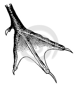 Incised Webbed Foot of a Tern vintage illustration