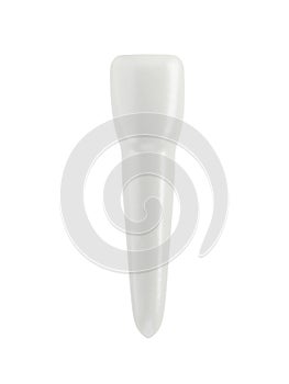 Incisor tooth isolated on white background. Single object