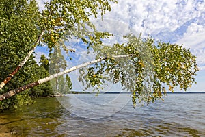 inclined birch trees on a lake above Lake Itkul in the Chelyabinsk regio