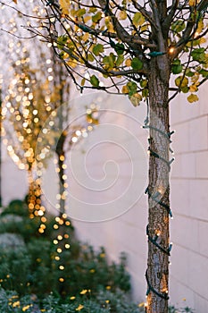 Included Christmas garland on a tree trunk outside. New Year`s street lighting in the park. Festive lights. Small Light