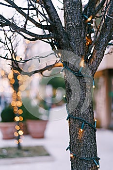 Included Christmas garland on a tree trunk outside. New Year`s street lighting in the park. Festive lights. Small Light