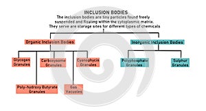 Flowchart of inclusion bodies in bacteria with functions photo