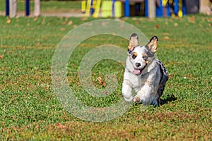 Incoming Corgi! A dog approaches.